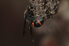 Ancistrocerus haematodes