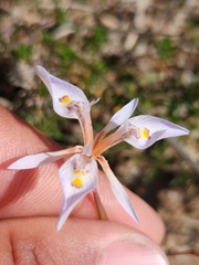 Moraea elliotii