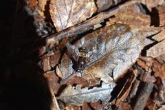 Muscidae