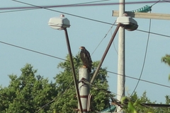Buteogallus