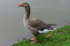 Anser anser domesticus × anser cygnoides domesticus