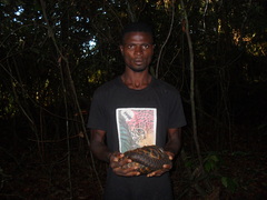 Phataginus tetradactyla