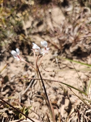 Pelargonium campestre