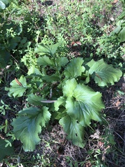 Acanthus mollis
