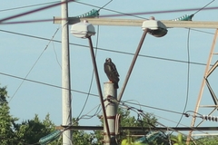 Buteogallus
