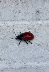 Chrysomela populi