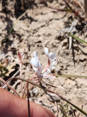 Pelargonium campestre
