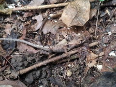 Stenocercus erythrogaster