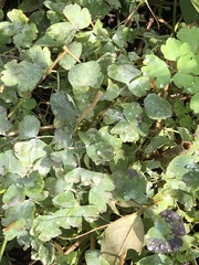 Erysiphe aquilegiae