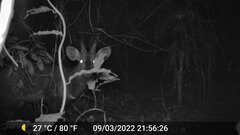 Tragelaphus scriptus