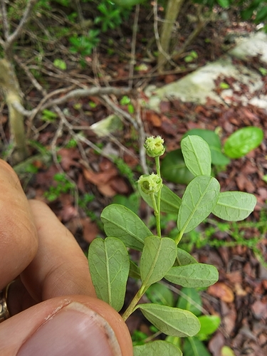 Leucocroton