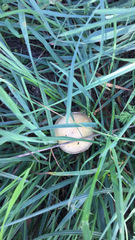 Stropharia coronilla