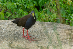 Pardirallus nigricans