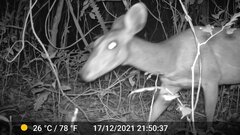 Tragelaphus scriptus