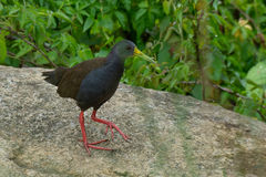 Pardirallus nigricans