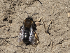Andrena clarkella