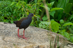 Pardirallus nigricans