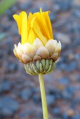 Ursinia paleacea