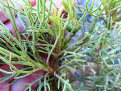 Ursinia paleacea