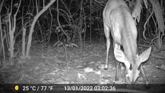 Tragelaphus scriptus