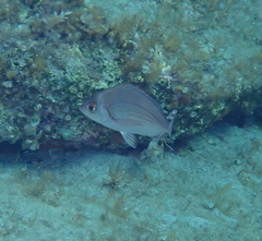 Spondyliosoma cantharus