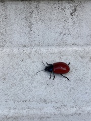 Chrysomela populi