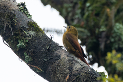 Sittasomus griseicapillus