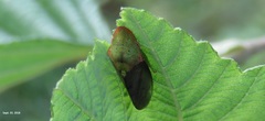 Neotituria kongosana