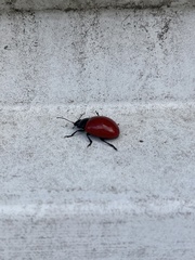 Chrysomela populi