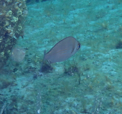 Spondyliosoma cantharus