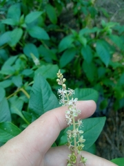 Phytolacca heterotepala
