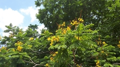 Peltophorum pterocarpum