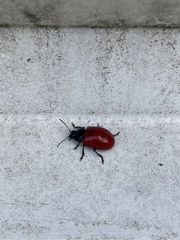 Chrysomela populi