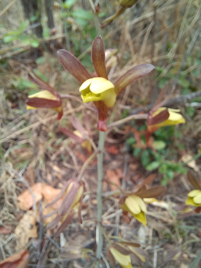 Eulophia hereroensis