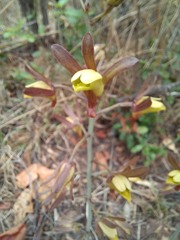 Eulophia hereroensis