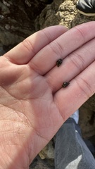 Littorina subrotundata