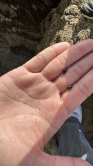 Littorina subrotundata