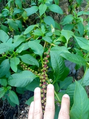 Phytolacca heterotepala