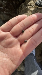 Littorina subrotundata