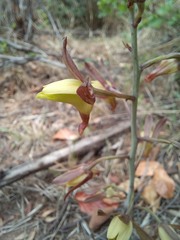 Eulophia hereroensis