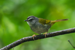 Myiothlypis leucoblephara