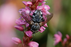 Linnaemya