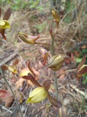 Eulophia hereroensis