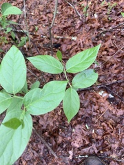 Calycanthus floridus
