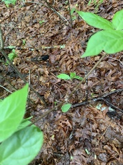 Calycanthus floridus