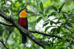 Ramphastos dicolorus