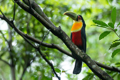 Ramphastos dicolorus