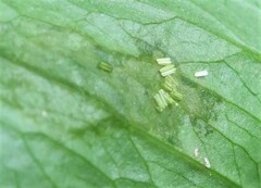 Parallelomma paridis