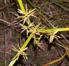 Cyperus sphacelatus