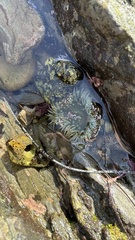 Anthopleura